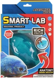 Juego científico de anatomía – pez