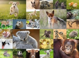 puzle RAVENSBURGER – crías de animales 200 piezas XXL