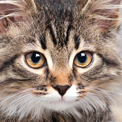 Puzle cuadrado CURIOSI Q Animal – gato, 66 piezas