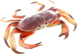 Modelo de cangrejo de plástico 17 cm