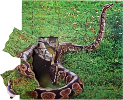 Just Jigsaws Serpiente y su ciclo de vida, rompecabezas de madera por capas