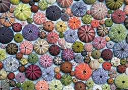 Puzzle de erizos de mar de 1000 piezas PIATNIK