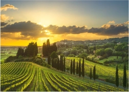 Puzzle Viñedo Maremma XL de 500 piezas