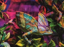 Puzzle Ravensburger Camaleón 500 piezas