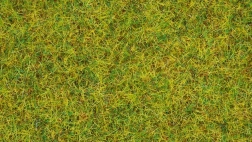 Hierba estática Pradera de verano 2,5 mm