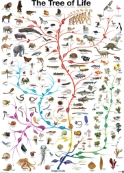 Puzzle EUROGRAPHICS Árbol de la vida 1000 piezas