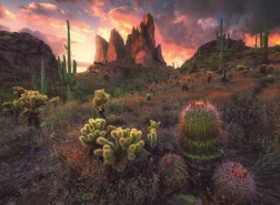 Puzzle Cactus al atardecer de 500 piezas