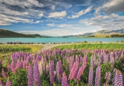 Puzzle Clementoni Lupinos junto al lago Tekapo 1500 piezas