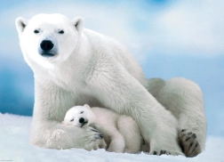 Puzzle Eurographics Oso polar y cría 1000 piezas