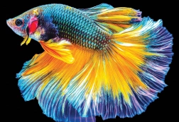 Interdruk puzzle Naturaleza colorida: Pez 250 piezas