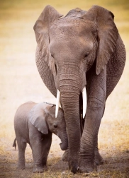 Puzzle Elefante y elefantito de 1000 piezas