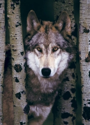 Puzzle Lobo gris de EUROGRAPHICS - 1000 piezas
