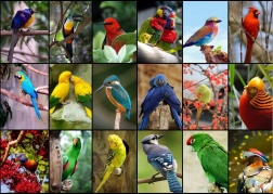 Puzle Las aves más hermosas del mundo 1500 piezas