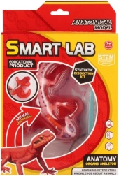 Juego científico de anatomía: lagarto