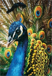 Puzzle Naturaleza Colorida: Pavo real 250 piezas