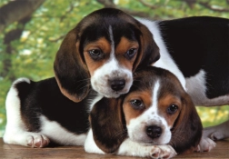 Puzzle de 500 piezas compact – cachorros de beagle