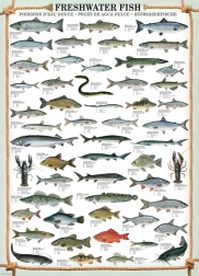 EUROGRAPHICS Puzzle Peces de agua dulce 1000 piezas