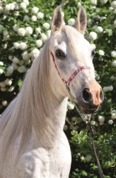 Puzzle Mundo de los caballos: Retrato de un caballo blanco 54 piezas