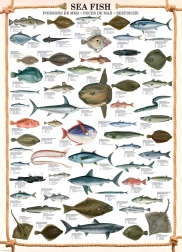 Puzzle de peces marinos 1000 piezas