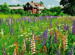 Puzzle de 500 piezas Pradera en Suecia