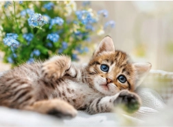 Puzzle RAVENSBURGER Gatito mimoso 500 piezas