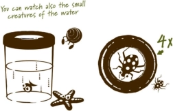 Navir Explora vaso grande para observar insectos