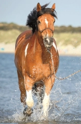 Puzzle Mundo de caballos: refrescándose en el río 54 piezas