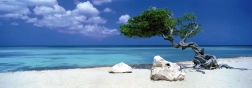 Puzle panorámico Árbol Divi Divi en Aruba 1000 piezas HEYE