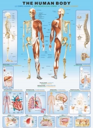 Puzzle EuroGraphics Cuerpo humano 1000 piezas