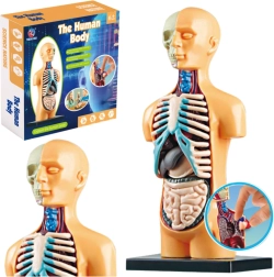 Modelo de anatomía del cuerpo humano para educación