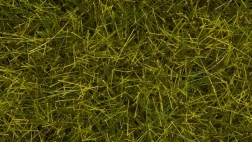 Noch hierba estática pradera silvestre 12 mm