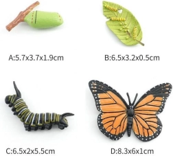 Figura de mariposa en 4 fases de desarrollo