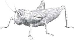 Modelo metálico 3D – saltamontes de pradera METAL EARTH