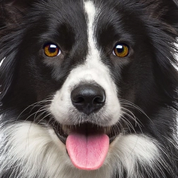 Puzle cuadrado Q Animal: perro 66 piezas