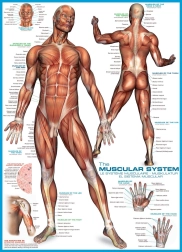 Puzzle Eurographics Sistema muscular 1000 piezas