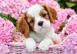 Puzle de 500 piezas – cachorro entre flores rosas
