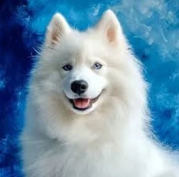 Pintura de diamantes samoyedo 30 × 40 cm