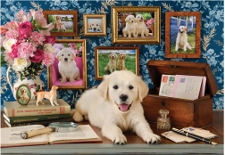 Puzle Labrador 500 piezas