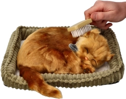 Set de adopción de gatito angora turco