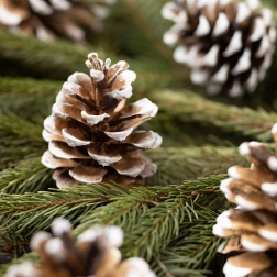 Decoración navideña: piñas nevadas en bolsita de organza, 10 unidades