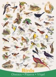 Puzle Aves 1000 piezas