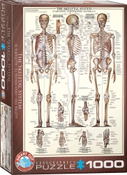 Puzzle Eurographics: sistema esquelético (1000 piezas)