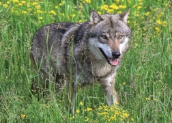 Puzzle Ravensburger lobo intrépido 1000 piezas