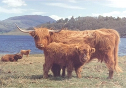 House of Puzzles Ganado de las Tierras Altas de Escocia, puzzle de 1000 piezas