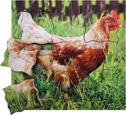 Puzle de madera por capas Gallina y su ciclo de vida