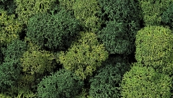 Musgo decorativo verde claro y verde oscuro