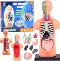 Modelo educativo del cuerpo humano con órganos extraíbles, mini 15 cm