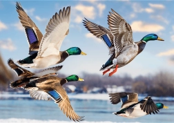 Puzzle Premium Plus: vuelo de patos salvajes 1000 piezas
