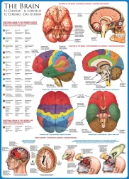 EUROGRAPHICS Puzzle Cerebro Humano 1000 Piezas