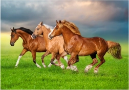 Puzzle de 500 piezas – Caballos corriendo en primavera